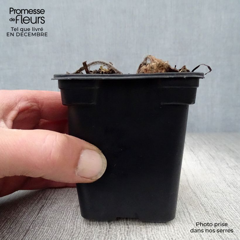 Exemplar von Echinacea purpurea Alba - Sonnenhut Kleine Töpfe von 7/8 cm wie im Winter geliefert