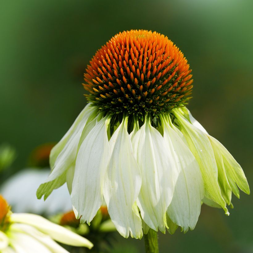 Echinacea purpurea Alba - Sonnenhut (Flowering)