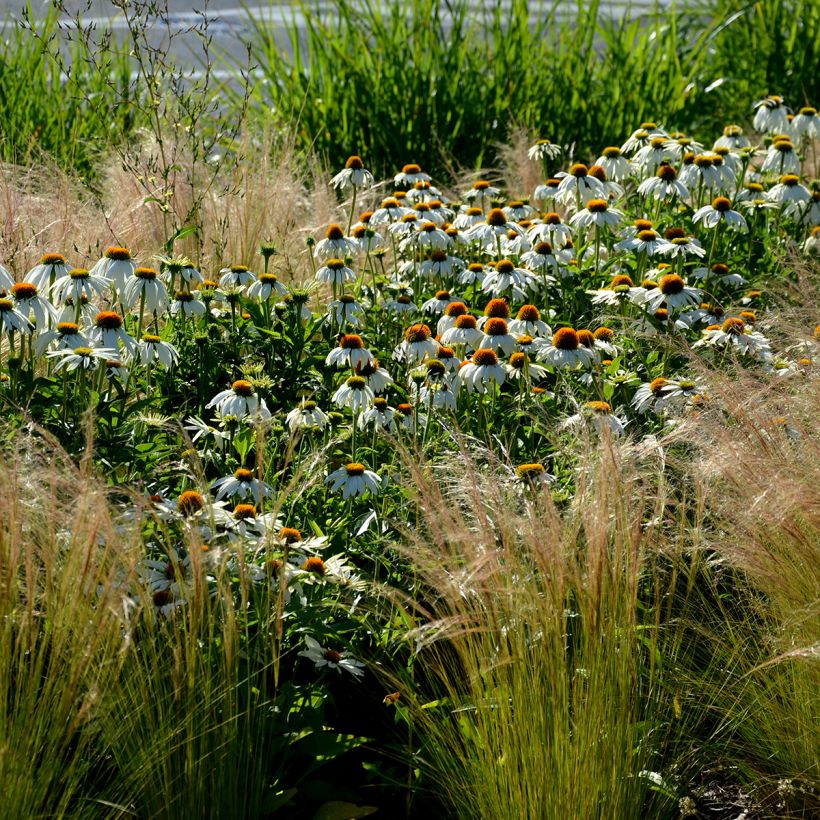Echinacea purpurea Alba - Sonnenhut (Plant habit)