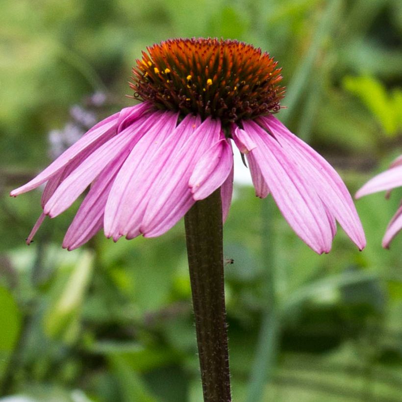 Echinacea purpurea Augustkönigin - Sonnenhut (Flowering)