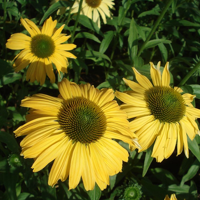 Echinacea purpurea Daydream - Sonnenhut (Flowering)