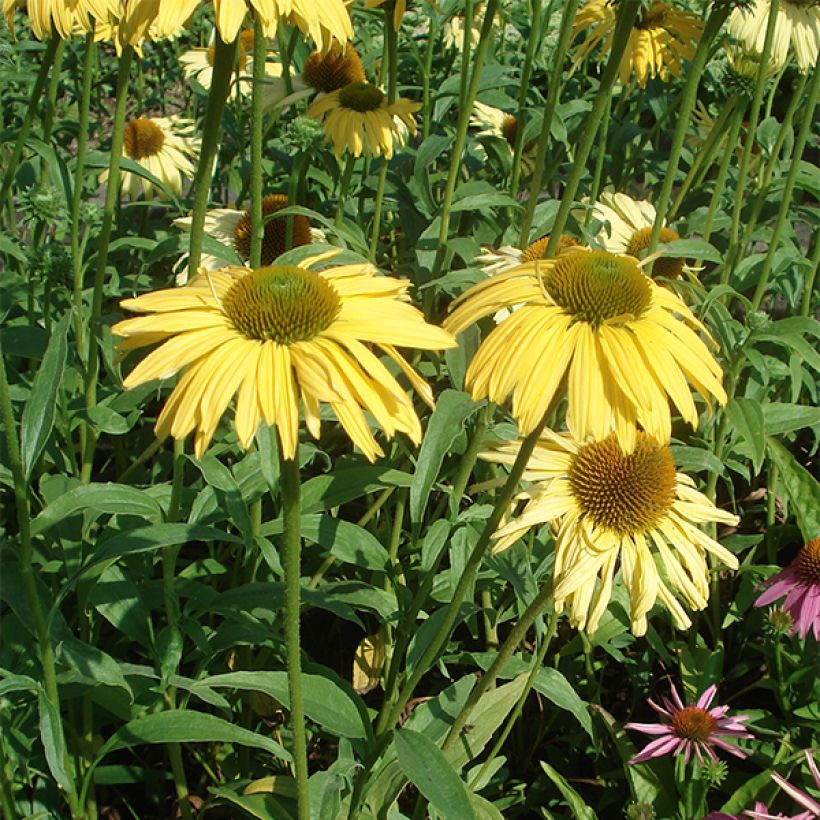 Echinacea purpurea Daydream - Sonnenhut (Plant habit)