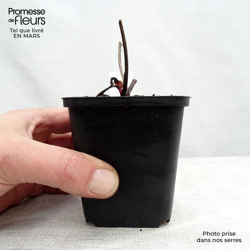 Exemplar von Echinacea purpurea Double Decker - Sonnenhut Kleine Töpfe von 8/9 cm wie im Frühjahr geliefert