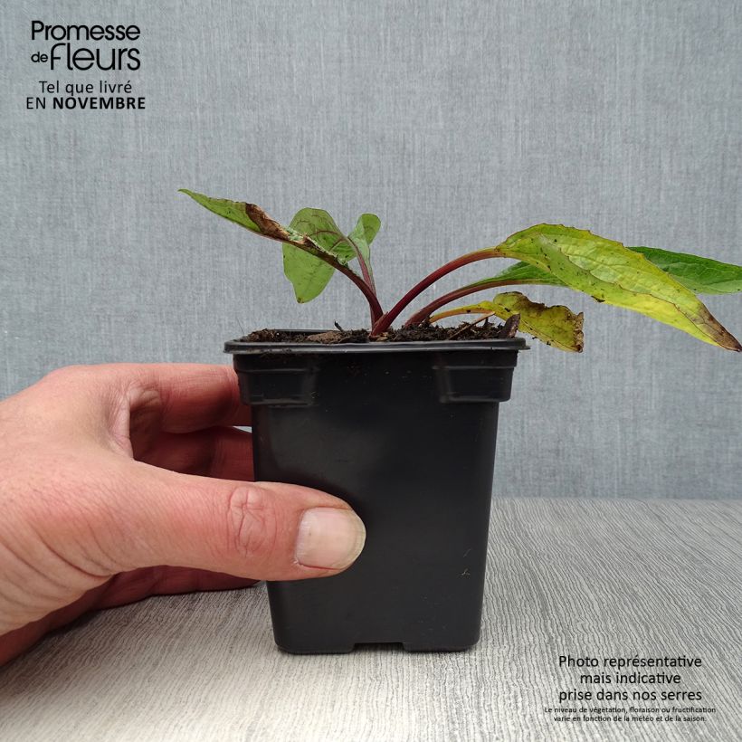Example of Echinacea purpurea - Purpursonnenhut Kleine Töpfe von 7/8 cm as you get in automne