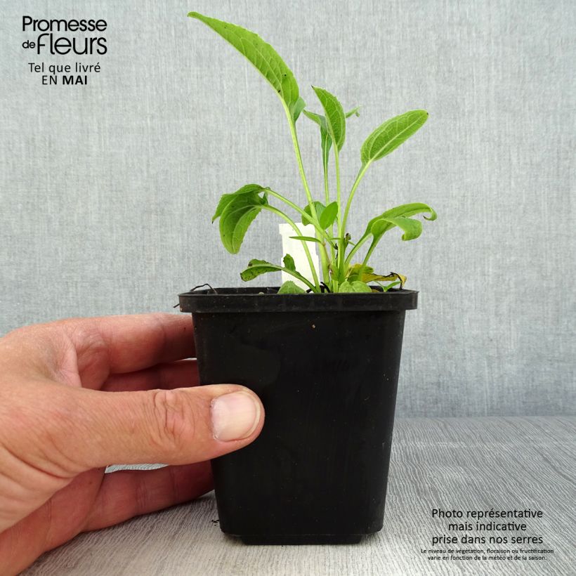 Exemplar von Echinacea purpurea Espinoso Yellow - Sonnenhut Kleine Töpfe von 8/9 cm wie im Frühjahr geliefert