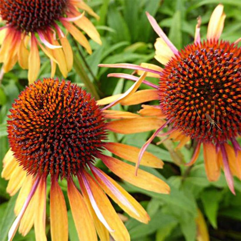Echinacea purpurea Funky Yellow - Sonnenhut (Flowering)