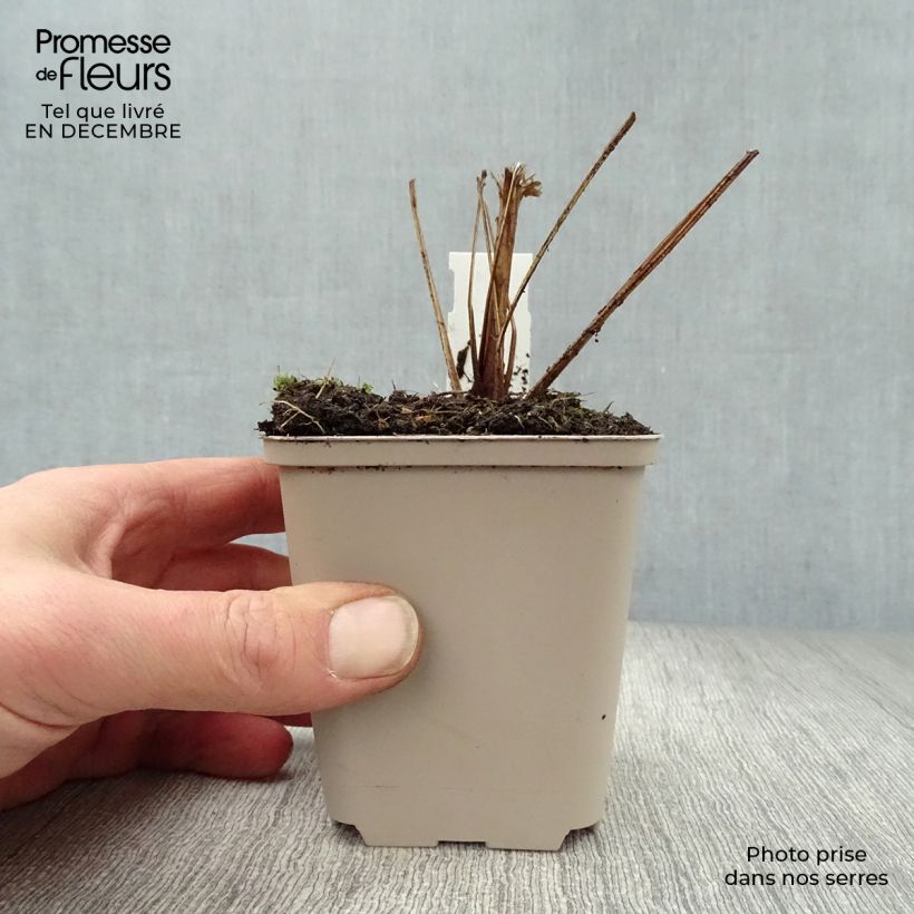 Exemplar von Echinacea purpurea Funky Yellow - Sonnenhut Kleine Töpfe von 8/9 cm wie im Winter geliefert