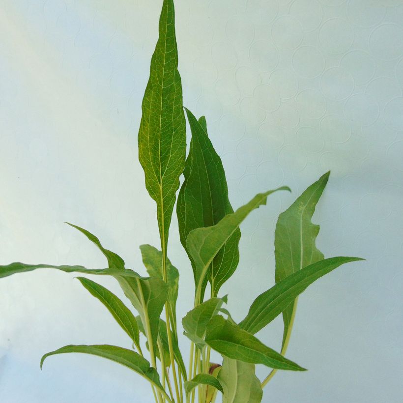 Echinacea purpurea Funky Yellow - Sonnenhut (Foliage)