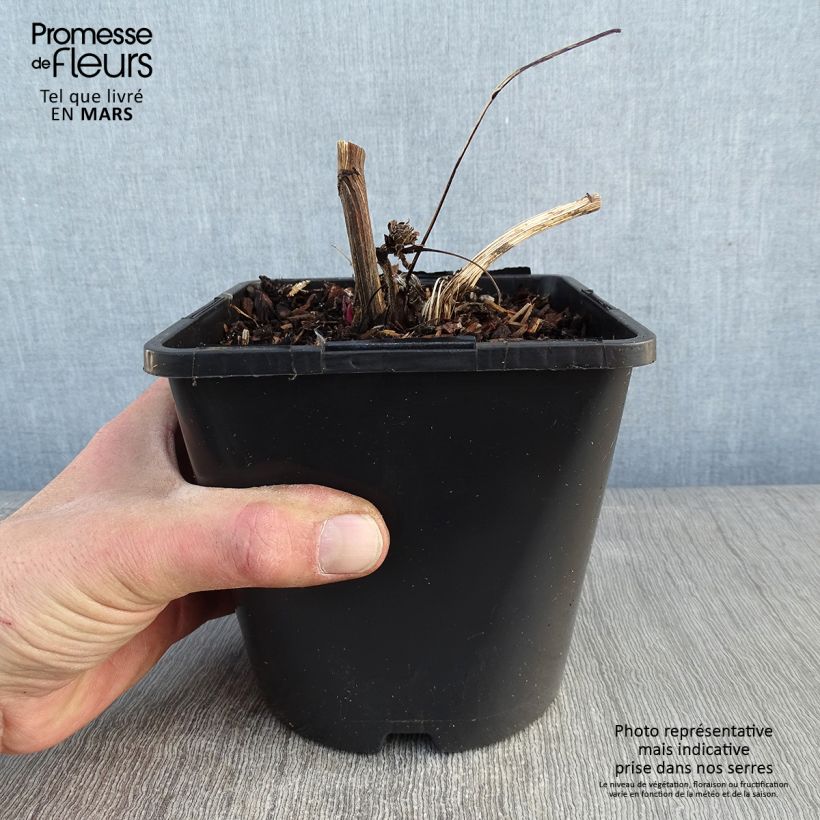 Example of Echinacea purpurea Green Twister - Sonnenhut Topf mit 1,5L/2L as you get in hiver