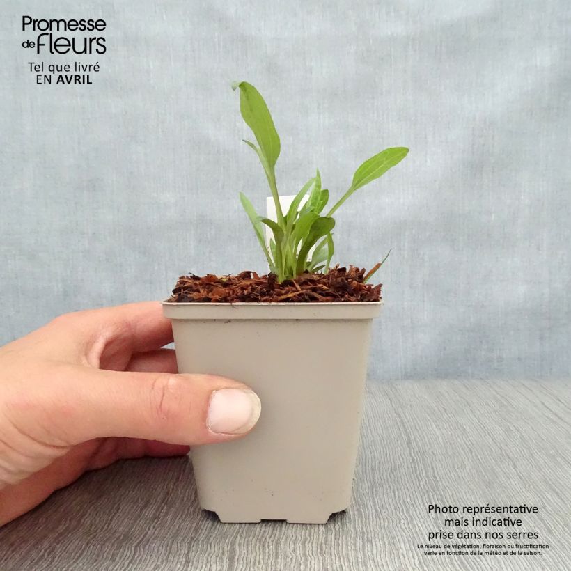 Exemplar von Echinacea purpurea Irresistible - Sonnenhut Kleine Töpfe von 8/9 cm wie im Frühjahr geliefert