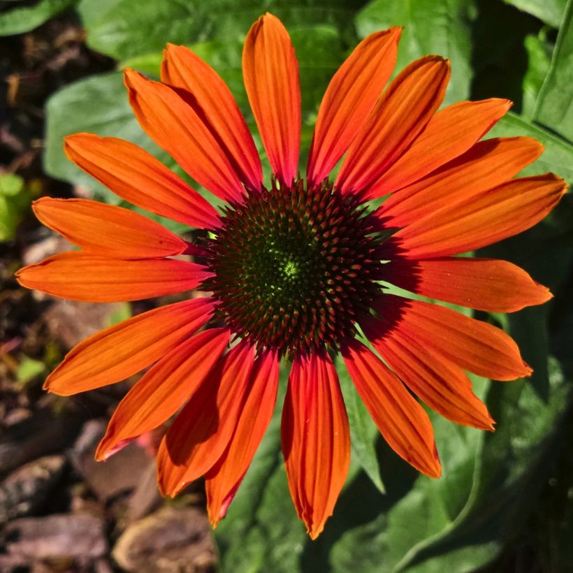 Echinacea Julia - Scheinsonnenhut (Blüte)