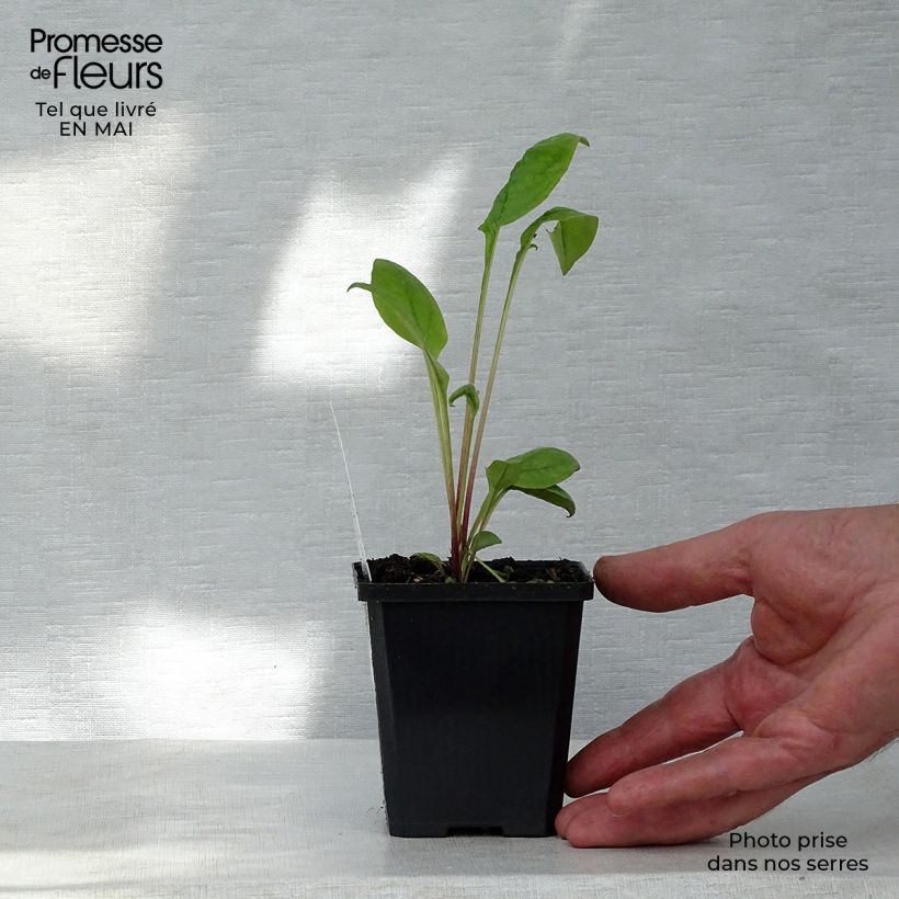 Exemplar von Echinacea purpurea Kim's Knee High - Sonnenhut Kleine Töpfe von 8/9 cm wie im Frühjahr geliefert