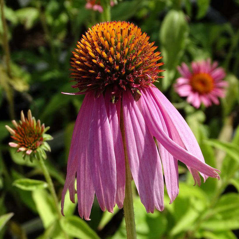 Echinacea purpurea Kim's Knee High - Sonnenhut (Flowering)