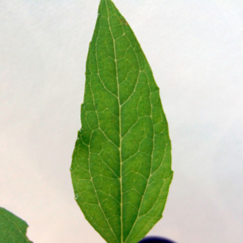 Echinacea purpurea Meringue - Sonnenhut (Foliage)