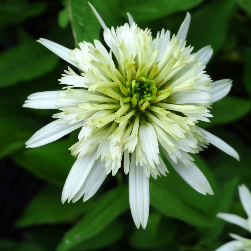 Echinacea purpurea Meringue - Sonnenhut (Flowering)