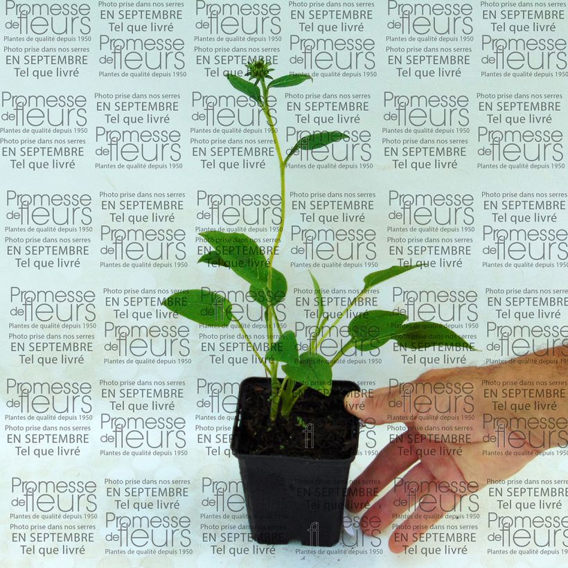 Example of Echinacea purpurea Mozarella - Sonnenhut Kleine Töpfe von 8/9 cm as you get