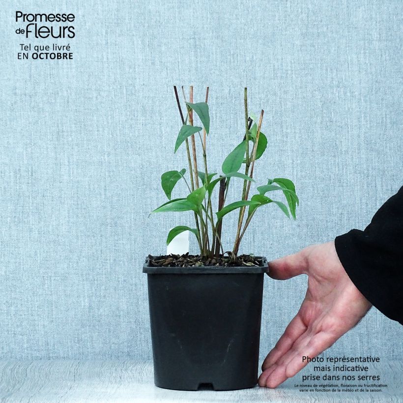 Example of Echinacea purpurea Pica Bella - Sonnenhut Topf mit 2L/3L as you get in automne