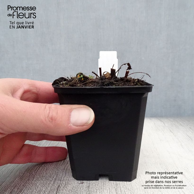 Exemplar von Echinacea purpurea Pica Bella - Sonnenhut Kleine Töpfe von 8/9 cm wie im Winter geliefert