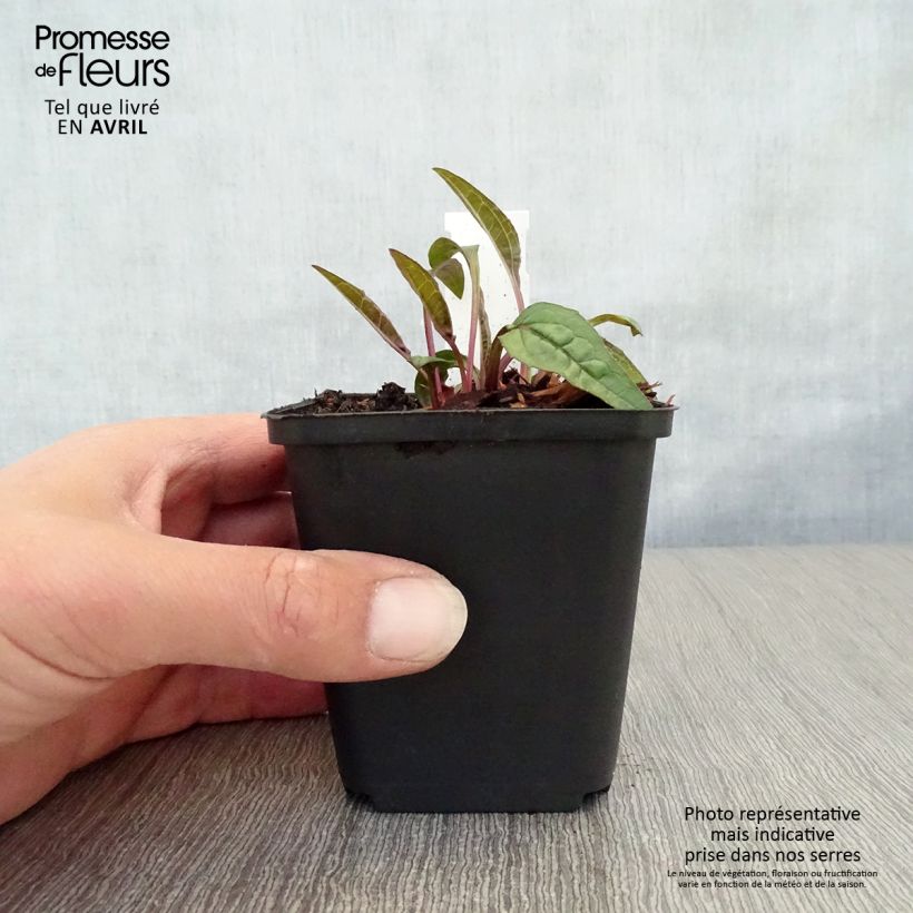 Exemplar von Echinacea purpurea Pica Bella - Sonnenhut Kleine Töpfe von 8/9 cm wie im Frühjahr geliefert