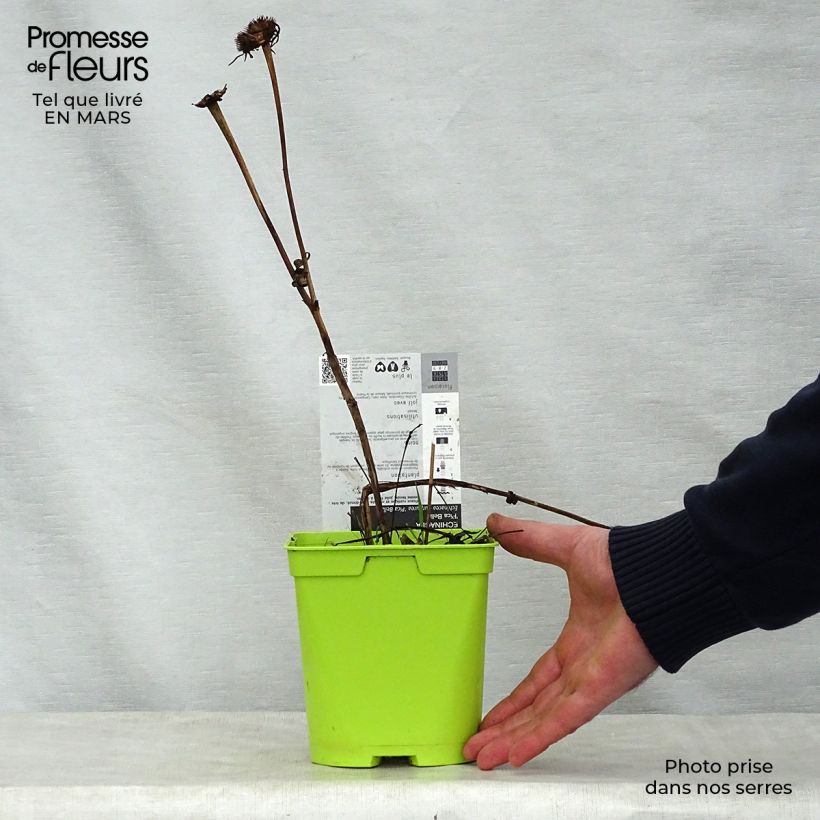 Exemplar von Echinacea purpurea Pica Bella - Sonnenhut Topf mit 2L/3L wie im Frühjahr geliefert