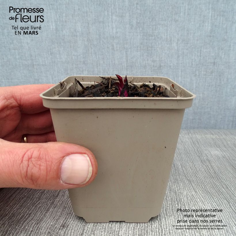 Exemplar von Echinacea purpurea Razzmatazz - Sonnenhut Kleine Töpfe von 8/9 cm wie im Winter geliefert