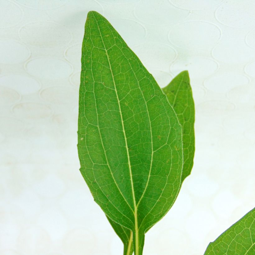 Echinacea purpurea Razzmatazz - Sonnenhut (Foliage)