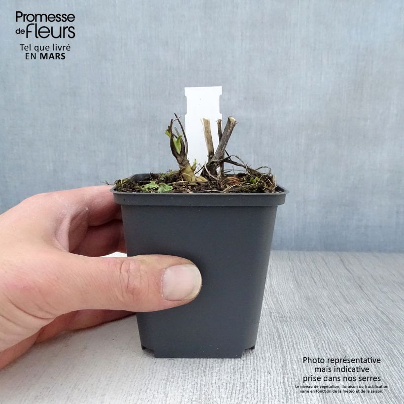 Exemplar von Echinacea purpurea Razzmatazz - Sonnenhut Kleine Töpfe von 8/9 cm wie im Frühjahr geliefert