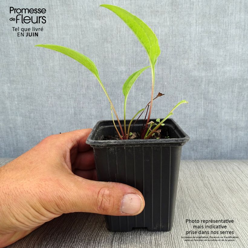 Exemplar von Echinacea purpurea - Purpursonnenhut Kleine Töpfe von 7/8 cm wie im Sommer geliefert