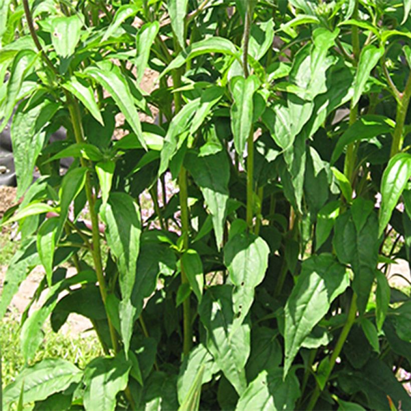 Echinacea purpurea Solar Flare - Sonnenhut (Foliage)