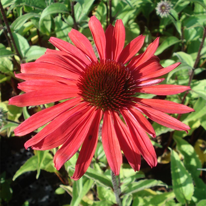 Echinacea purpurea Solar Flare - Sonnenhut (Flowering)