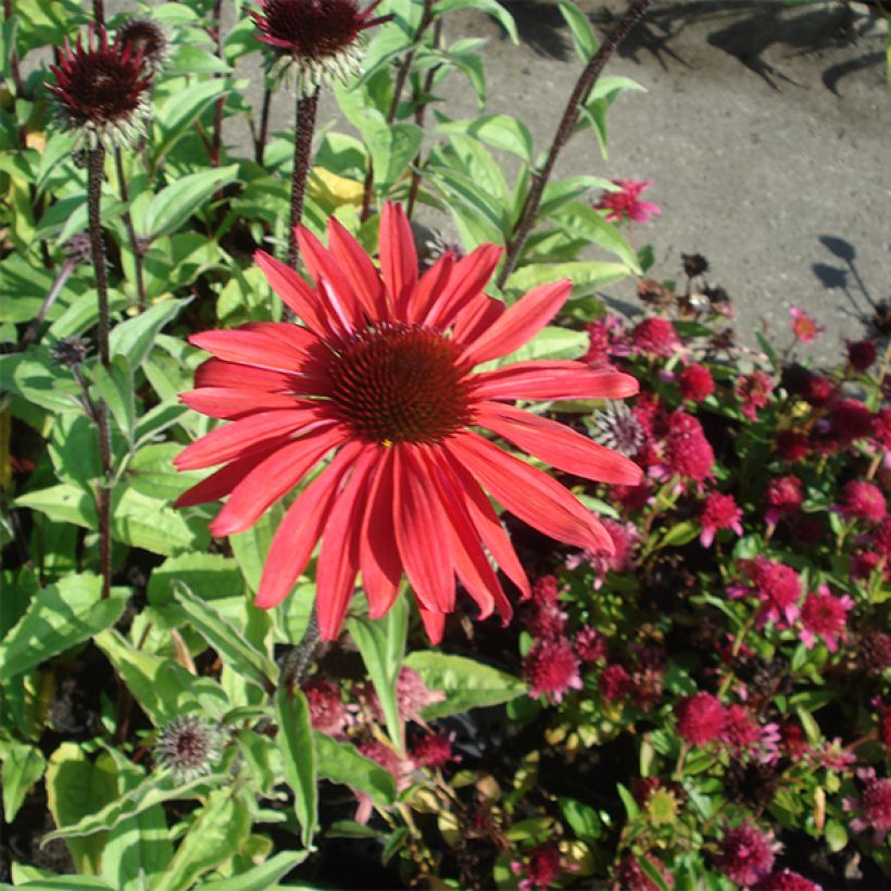 Echinacea purpurea Solar Flare - Sonnenhut (Plant habit)