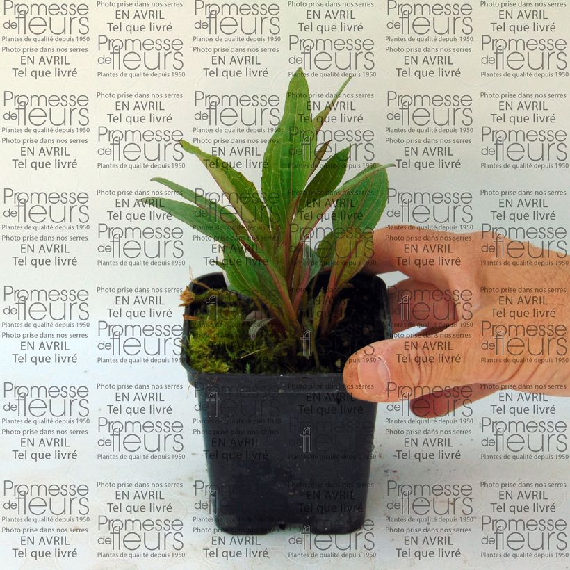 Example of Echinacea purpurea Solar Flare - Sonnenhut Kleine Töpfe von 8/9 cm as you get