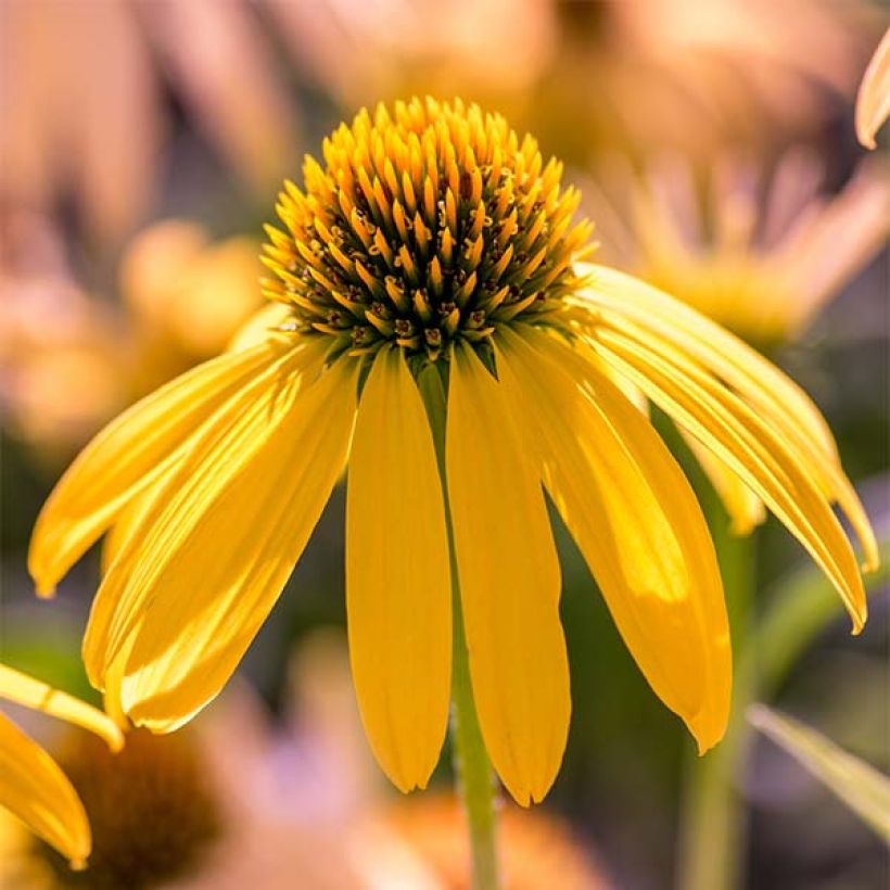 Echinacea purpurea Summer Breeze - Sonnenhut (Flowering)