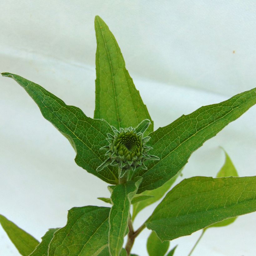 Echinacea purpurea Summer Cocktail - Sonnenhut (Foliage)