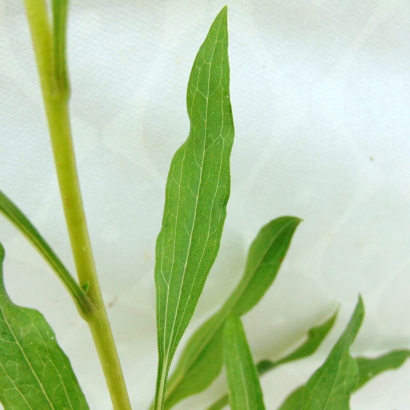Echinacea purpurea Summer Salsa - Sonnenhut (Foliage)