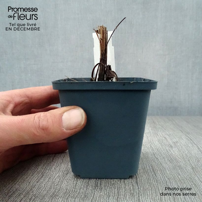 Exemplar von Echinacea purpurea Sundown - Sonnenhut Kleine Töpfe von 8/9 cm wie im Winter geliefert