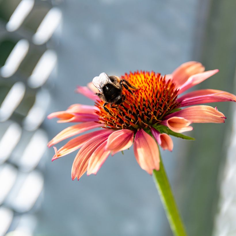 Echinacea purpurea Sundown - Sonnenhut (Flowering)