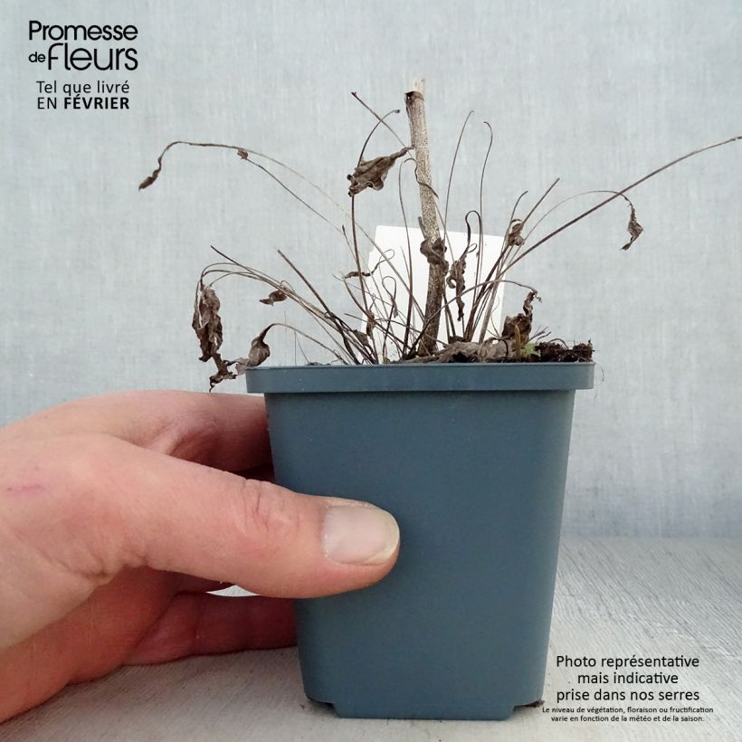 Exemplar von Echinacea purpurea Sunrise - Sonnenhut Kleine Töpfe von 8/9 cm wie im Winter geliefert