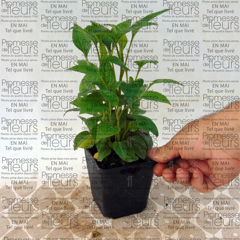 Example of Echinacea purpurea The King - Sonnenhut Kleine Töpfe von 8/9 cm as you get