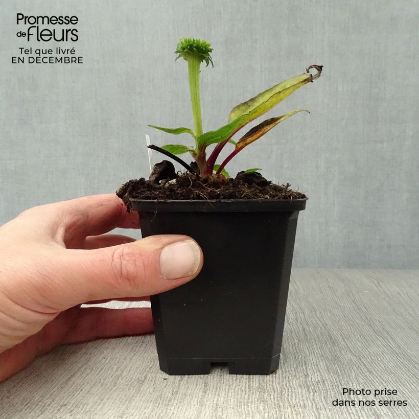 Example of Echinacea purpurea Vintage Wine - Sonnenhut Kleine Töpfe von 8/9 cm as you get in hiver