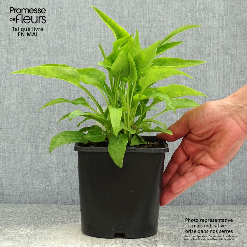 Exemplar von Echinacea purpurea Virgin - Sonnenhut Topf mit 2L/3L wie im Frühjahr geliefert
