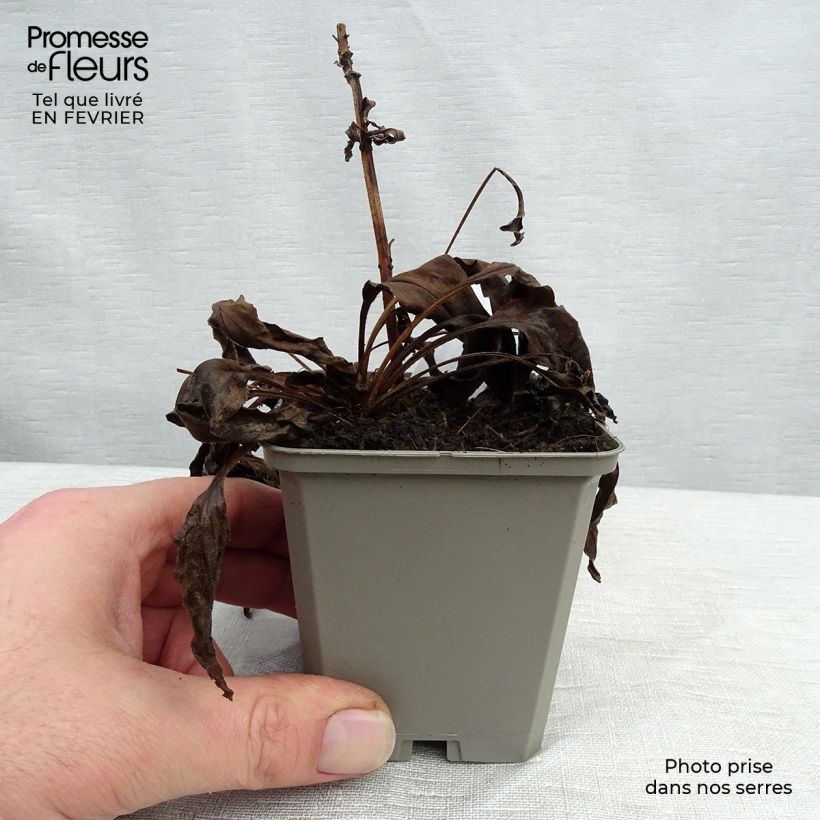 Exemplar von Echinacea purpurea White Meditation - Sonnenhut Kleine Töpfe von 8/9 cm wie im Winter geliefert