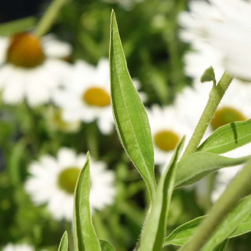 Echinacea purpurea White Meditation - Sonnenhut (Foliage)