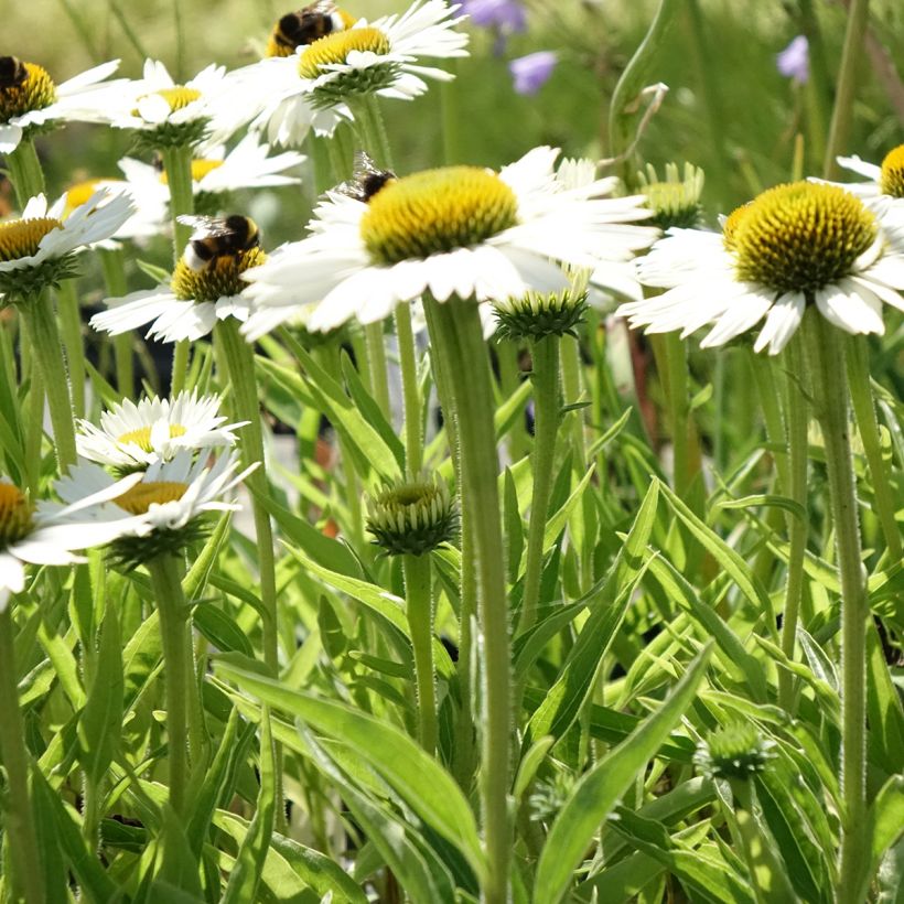 Echinacea purpurea White Meditation - Sonnenhut (Plant habit)