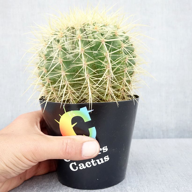 Example of Echinocactus grusonii Topf 12 cm / 13 cm as you get in automne