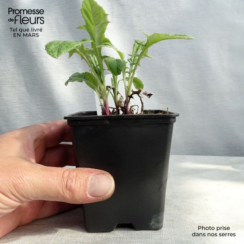 Exemplar von Banater Kugeldistel Blue Globe - Echinops bannaticus Kleine Töpfe von 8/9 cm wie im Winter geliefert