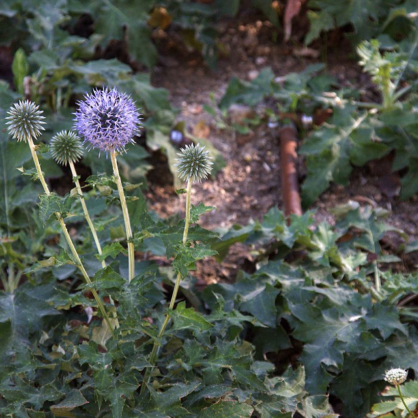 Banater Kugeldistel Blue Glow - Echinops bannaticus (Plant habit)