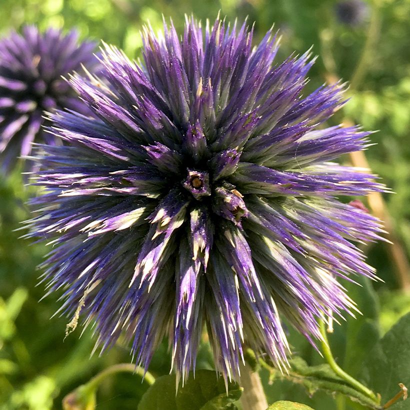 Banater Kugeldistel Blue Glow - Echinops bannaticus (Flowering)