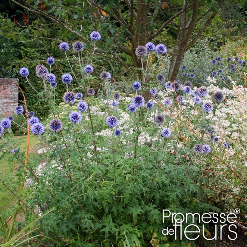 Banater Kugeldistel Taplow Blue - Echinops bannaticus (Plant habit)