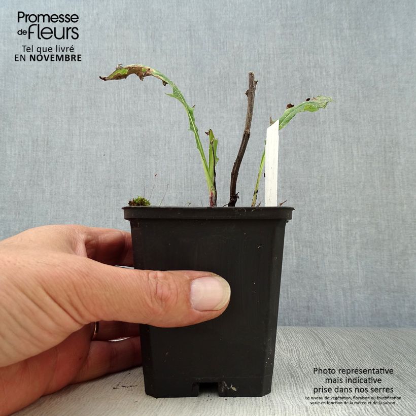 Example of Banater Kugeldistel Taplow Blue - Echinops bannaticus Kleine Töpfe von 8/9 cm as you get in automne